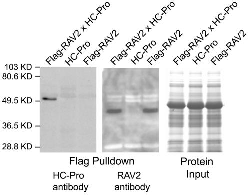 https://cdn.ncbi.nlm.nih.gov/pmc/blobs/51e6/2800190/b6c4d48778e5/ppat.1000729.g002.jpg