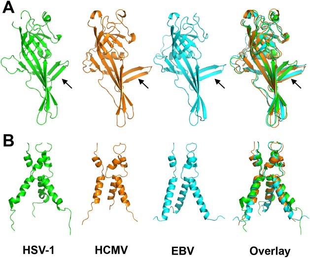 https://cdn.ncbi.nlm.nih.gov/pmc/blobs/51e6/4617298/97740e5a931b/ppat.1005227.g004.jpg