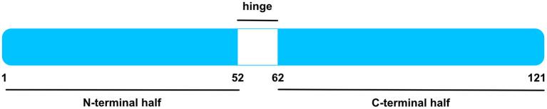 https://cdn.ncbi.nlm.nih.gov/pmc/blobs/51e6/9530663/b7b7dc6526bf/fcvm-09-1003104-g0001.jpg