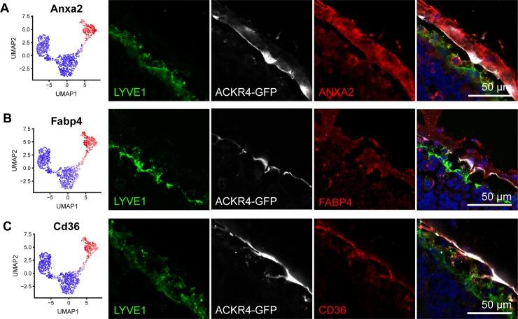 https://cdn.ncbi.nlm.nih.gov/pmc/blobs/51ea/7162550/422a29a4566a/pbio.3000704.g003.jpg