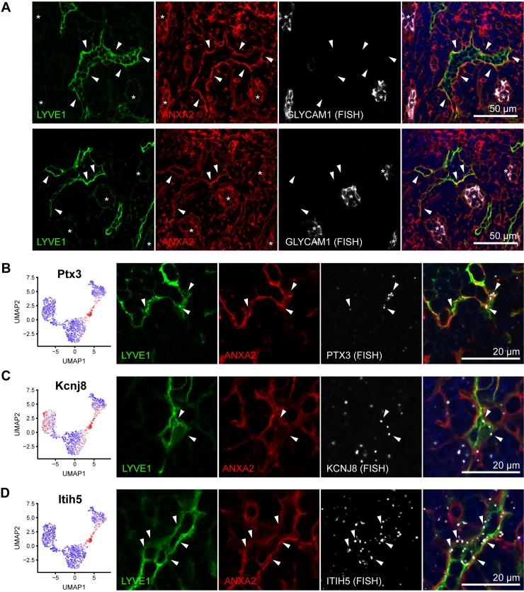 https://cdn.ncbi.nlm.nih.gov/pmc/blobs/51ea/7162550/50eb4dfc90db/pbio.3000704.g007.jpg