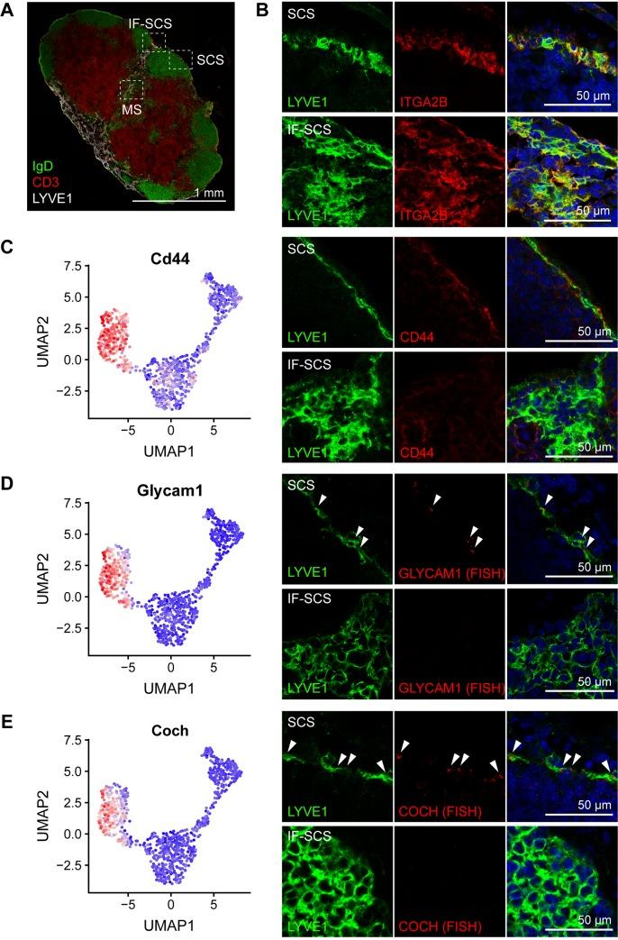 https://cdn.ncbi.nlm.nih.gov/pmc/blobs/51ea/7162550/94bd4641a343/pbio.3000704.g002.jpg