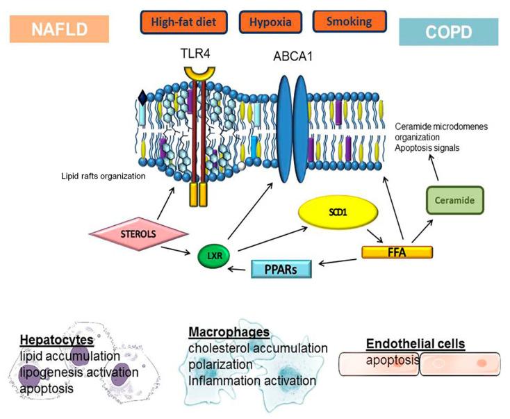 https://cdn.ncbi.nlm.nih.gov/pmc/blobs/51f0/8616072/14668044505c/cells-10-02978-g003.jpg