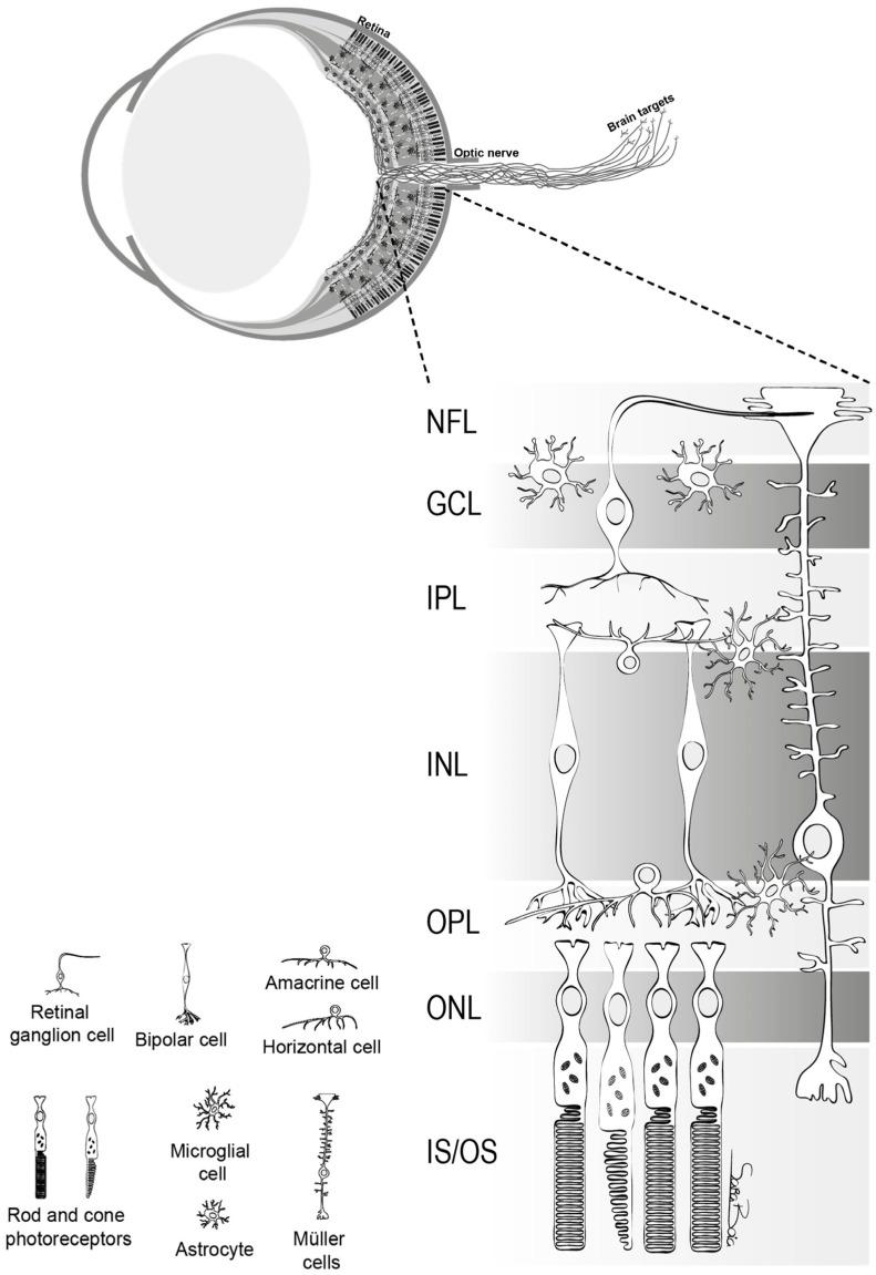 https://cdn.ncbi.nlm.nih.gov/pmc/blobs/51f2/10741833/c4b886a12545/cells-12-02797-g001.jpg