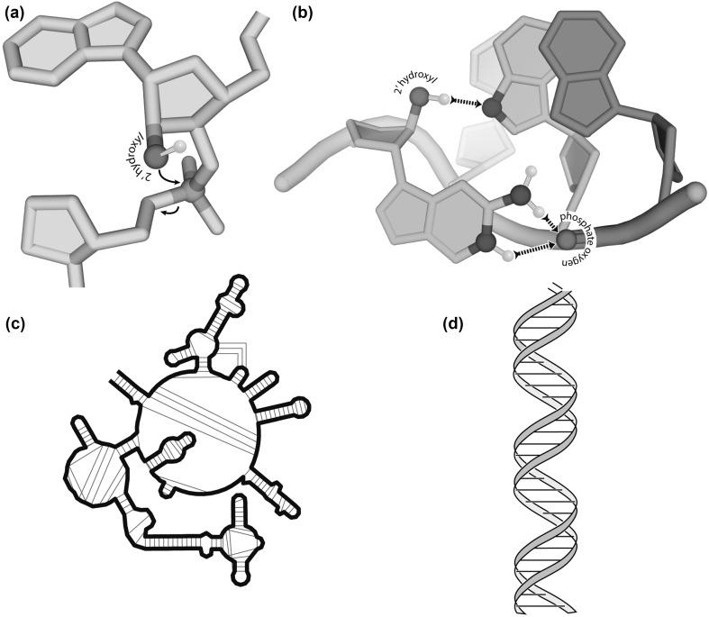https://cdn.ncbi.nlm.nih.gov/pmc/blobs/51f4/6267704/9cc7547170e4/239_2018_9876_Fig6_HTML.jpg