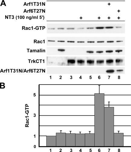 https://cdn.ncbi.nlm.nih.gov/pmc/blobs/51f5/2063819/1e399b8f75b8/jcb1730291f06.jpg
