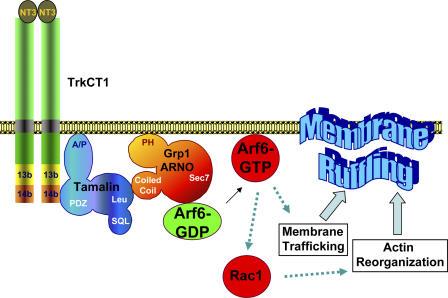 https://cdn.ncbi.nlm.nih.gov/pmc/blobs/51f5/2063819/9379be9b5dfd/jcb1730291f07.jpg