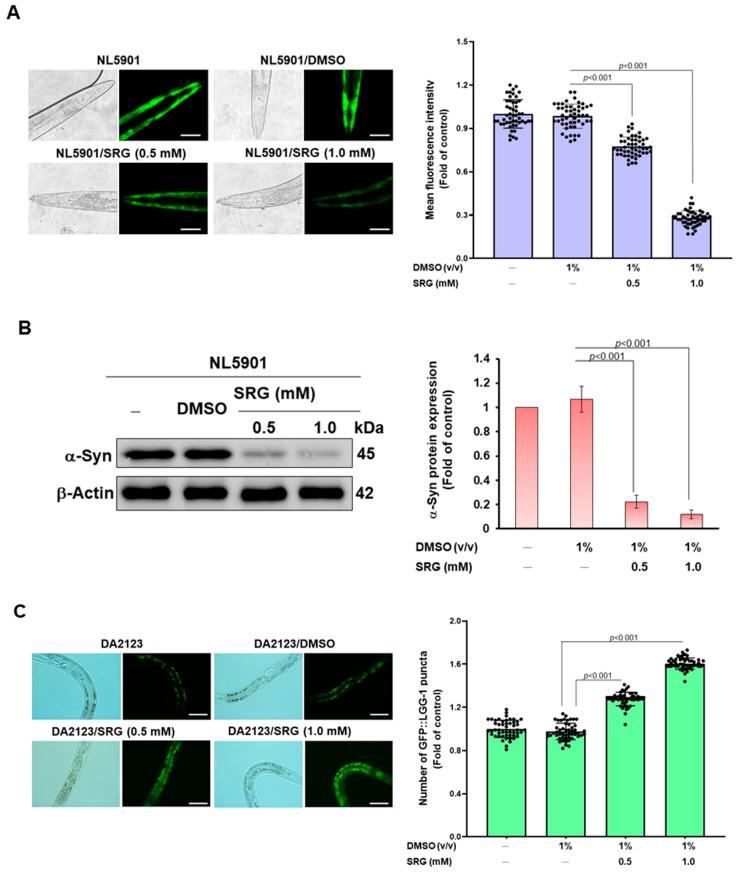 https://cdn.ncbi.nlm.nih.gov/pmc/blobs/5200/10527269/e6f3027bc9b3/cells-12-02310-g008.jpg