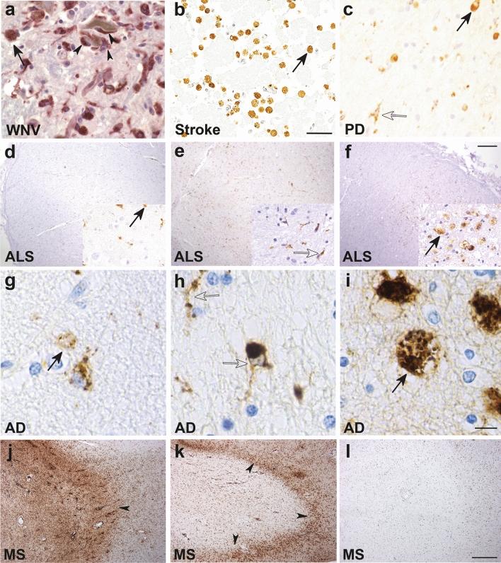 https://cdn.ncbi.nlm.nih.gov/pmc/blobs/5201/8742818/5ed56427dbb3/401_2021_2384_Fig1_HTML.jpg
