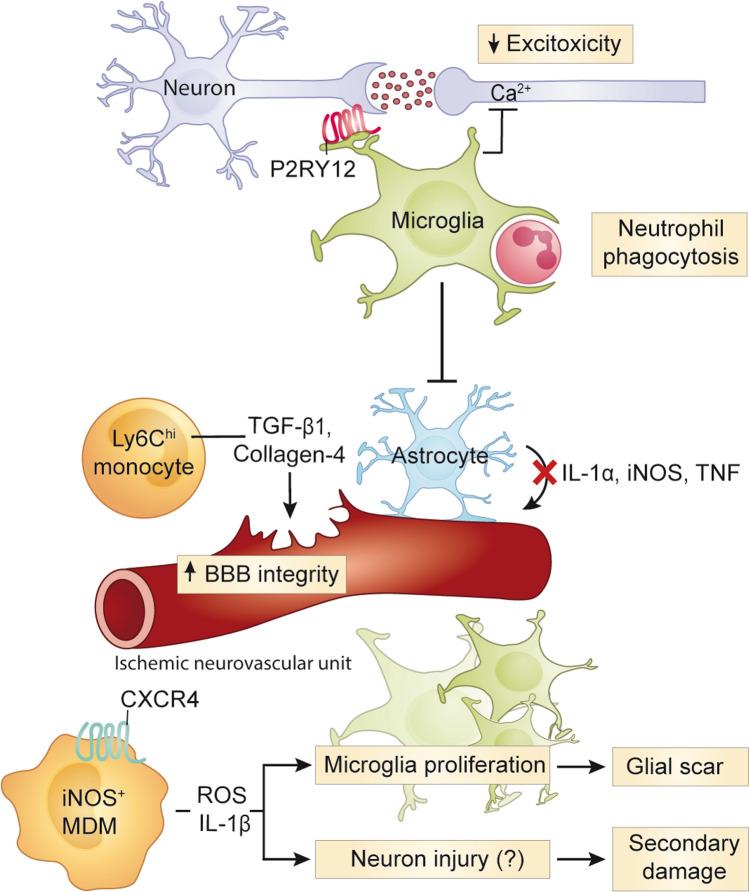 https://cdn.ncbi.nlm.nih.gov/pmc/blobs/5201/8742818/8b9985d9313f/401_2021_2384_Fig3_HTML.jpg