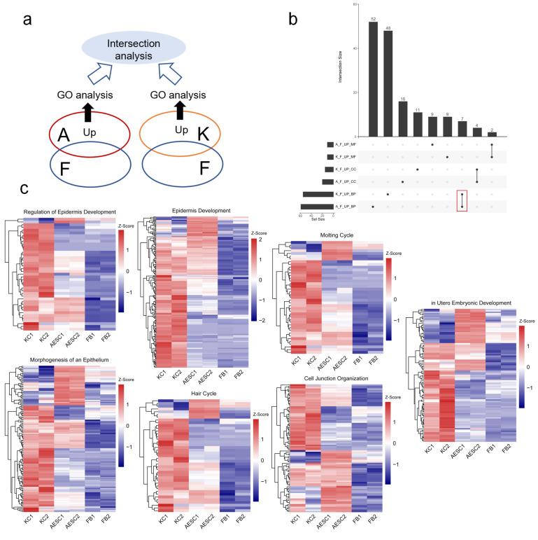 https://cdn.ncbi.nlm.nih.gov/pmc/blobs/5207/8750621/253e21620cad/cells-11-00070-g001.jpg