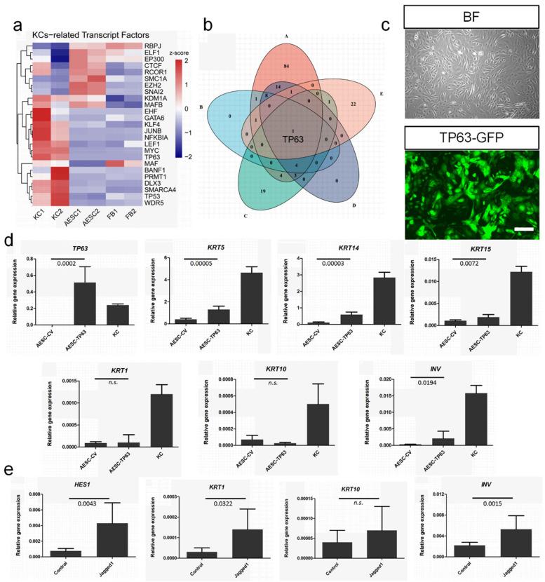 https://cdn.ncbi.nlm.nih.gov/pmc/blobs/5207/8750621/a3a0faad56db/cells-11-00070-g005.jpg