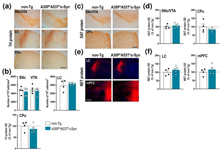 https://cdn.ncbi.nlm.nih.gov/pmc/blobs/5208/8001805/dc72f316fba8/ijms-22-02939-g002.jpg