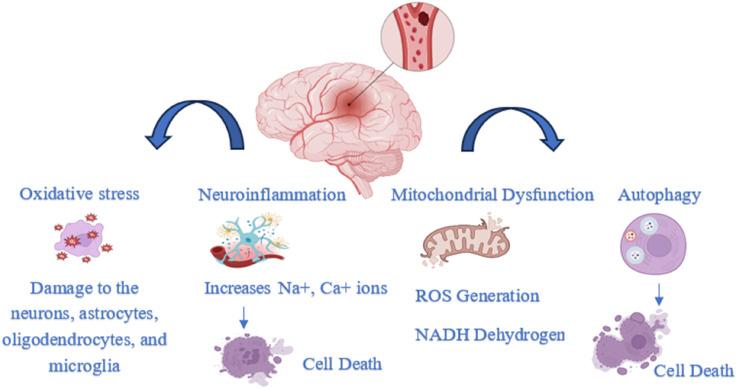 https://cdn.ncbi.nlm.nih.gov/pmc/blobs/5209/12163044/0cfee0896e03/fphar-16-1561688-g001.jpg