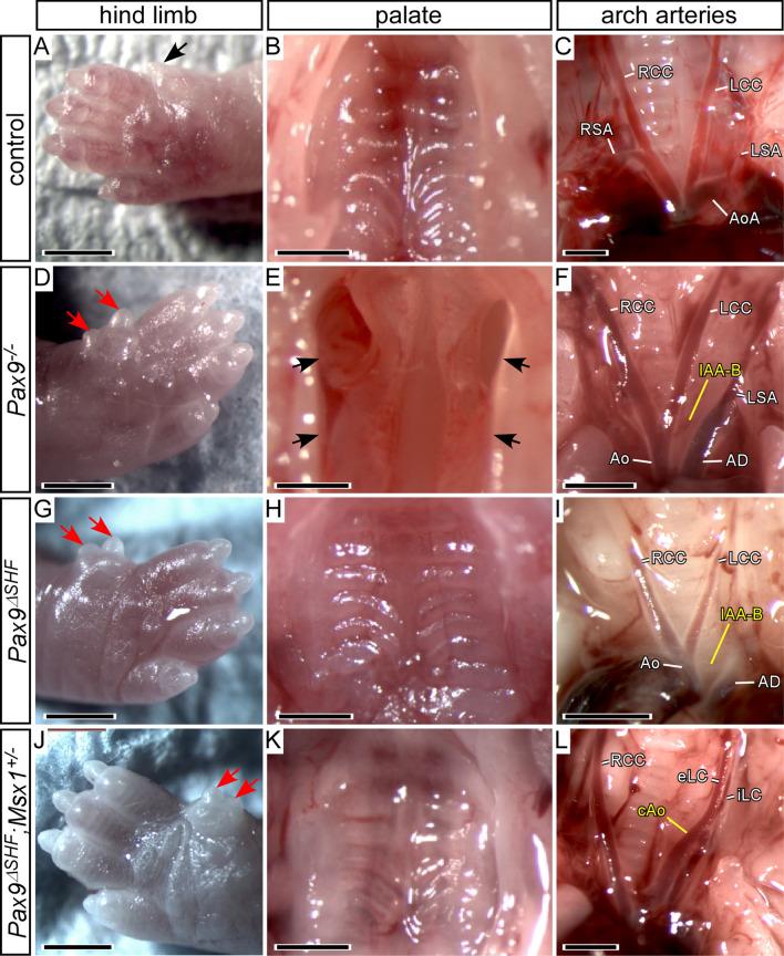 https://cdn.ncbi.nlm.nih.gov/pmc/blobs/520a/8493722/78e73d4dbd5e/12861_2021_245_Fig6_HTML.jpg