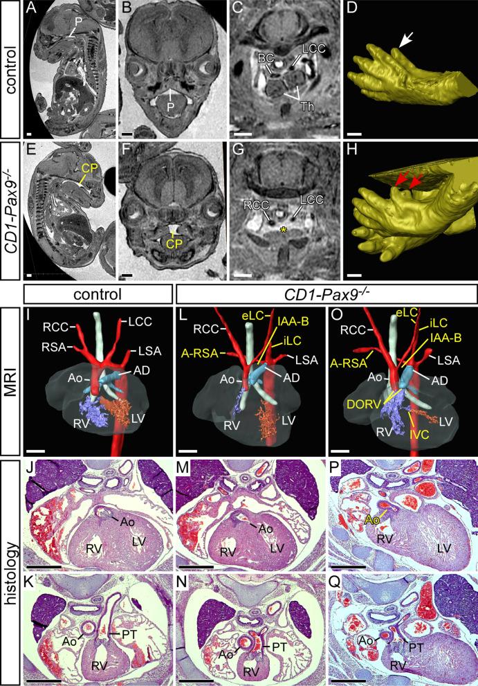 https://cdn.ncbi.nlm.nih.gov/pmc/blobs/520a/8493722/b235a115767c/12861_2021_245_Fig1_HTML.jpg