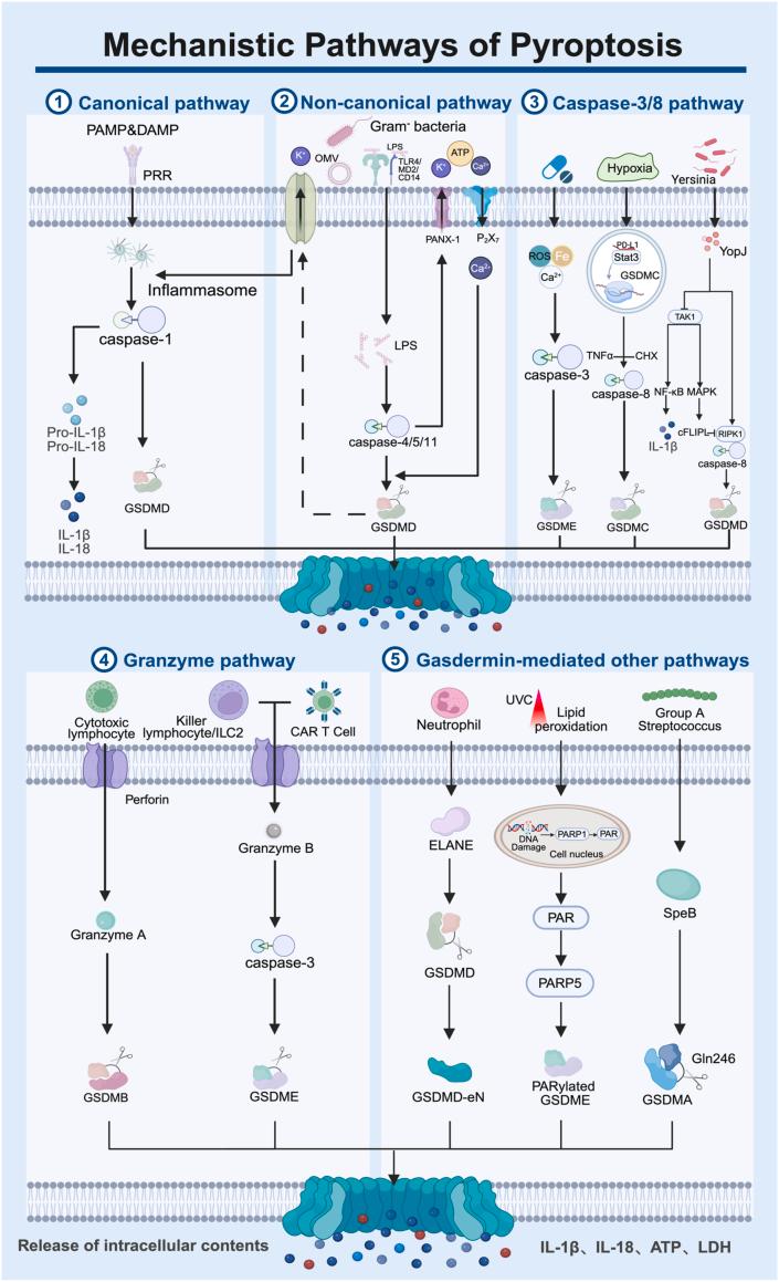 https://cdn.ncbi.nlm.nih.gov/pmc/blobs/520d/12270071/464bb9952f07/gr7.jpg
