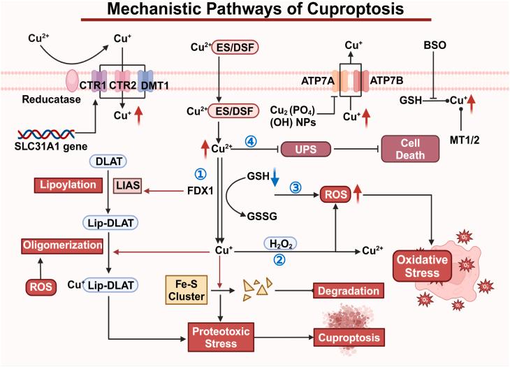 https://cdn.ncbi.nlm.nih.gov/pmc/blobs/520d/12270071/d7b8e121647f/gr3.jpg