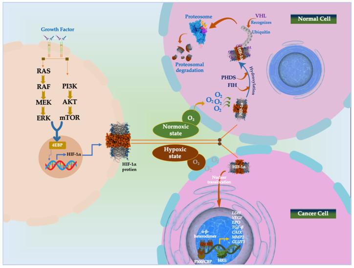 https://cdn.ncbi.nlm.nih.gov/pmc/blobs/5212/11674667/642cf37105e7/cancers-16-04132-g003.jpg