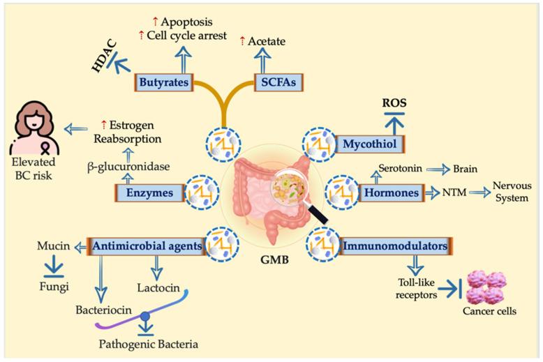 https://cdn.ncbi.nlm.nih.gov/pmc/blobs/5212/11674667/bc5f4c0079fe/cancers-16-04132-g002.jpg