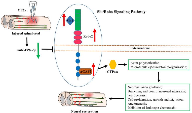 https://cdn.ncbi.nlm.nih.gov/pmc/blobs/5214/7586279/0192df2a0108/10.1177_0963689720916173-fig11.jpg
