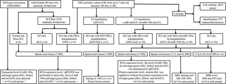https://cdn.ncbi.nlm.nih.gov/pmc/blobs/5214/7586279/04d54e9b0c3a/10.1177_0963689720916173-fig1.jpg