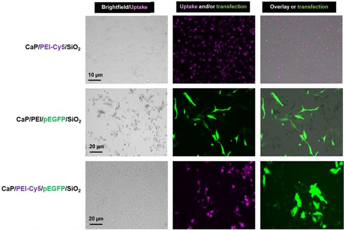 https://cdn.ncbi.nlm.nih.gov/pmc/blobs/5214/7606283/4e17a58a7a89/10856_2020_6442_Fig12_HTML.jpg