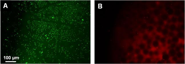 https://cdn.ncbi.nlm.nih.gov/pmc/blobs/5214/7606283/7985eabd8a6f/10856_2020_6442_Fig10_HTML.jpg