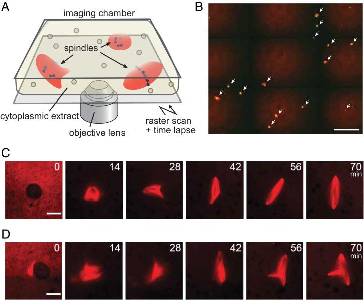 https://cdn.ncbi.nlm.nih.gov/pmc/blobs/521a/9636915/b8beda3154a5/pnas.2209053119fig01.jpg