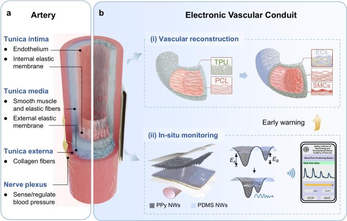 https://cdn.ncbi.nlm.nih.gov/pmc/blobs/521c/11920275/93b91cf3f6b4/41467_2025_58056_Fig1_HTML.jpg