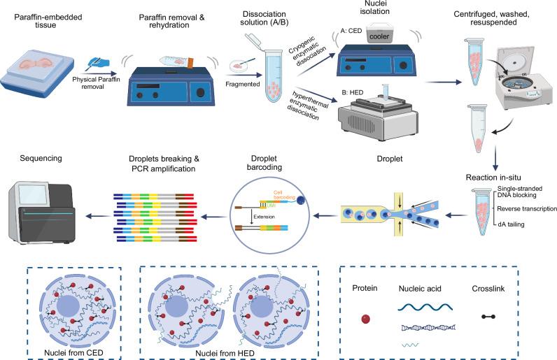 https://cdn.ncbi.nlm.nih.gov/pmc/blobs/521f/12048618/d114a46458c0/41467_2025_59464_Fig1_HTML.jpg