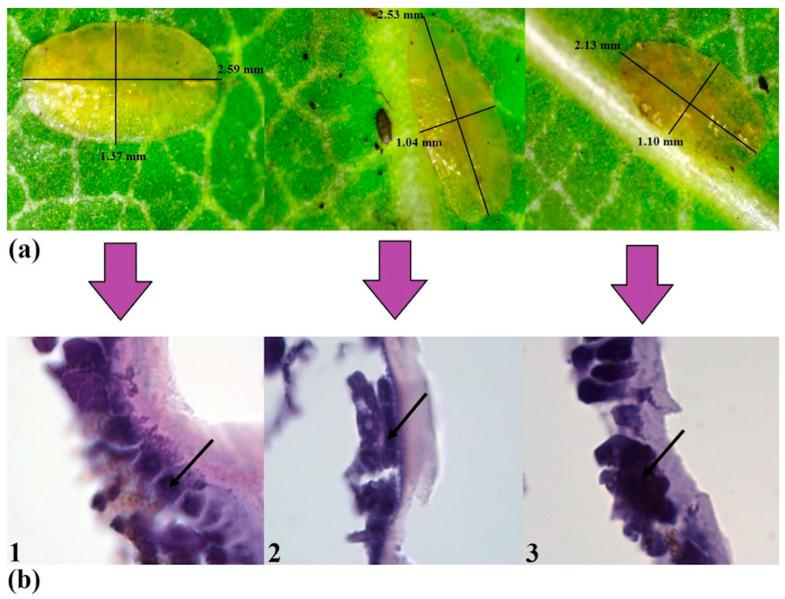 https://cdn.ncbi.nlm.nih.gov/pmc/blobs/521f/12347445/cce5e90bb849/ijms-26-07530-g005.jpg