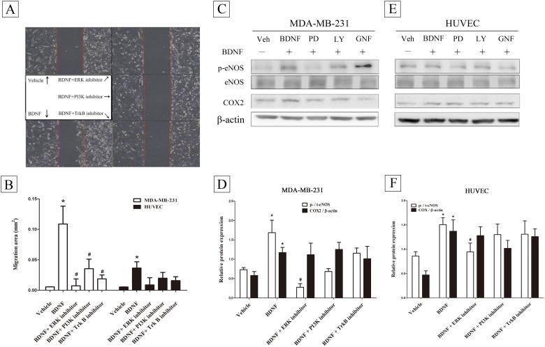 https://cdn.ncbi.nlm.nih.gov/pmc/blobs/5221/5467823/9d8c1e270d97/pone.0178173.g004.jpg