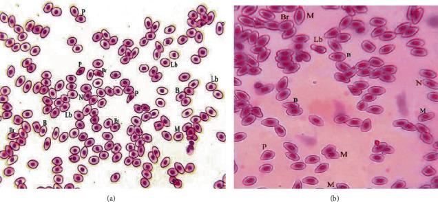 https://cdn.ncbi.nlm.nih.gov/pmc/blobs/5222/8816551/61f884daf579/OMCL2022-5450421.002.jpg