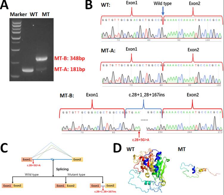 https://cdn.ncbi.nlm.nih.gov/pmc/blobs/522b/11701149/38c9d094cbdd/fimmu-15-1396426-g004.jpg