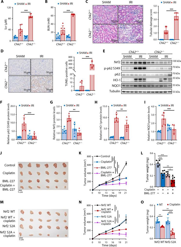 https://cdn.ncbi.nlm.nih.gov/pmc/blobs/522b/12293114/76a22edb0d06/sciadv.adu9555-f6.jpg