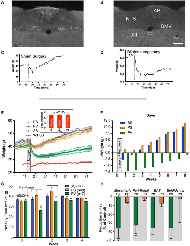 https://cdn.ncbi.nlm.nih.gov/pmc/blobs/522b/5838008/b59100bbc3c2/fnins-12-00104-g0001.jpg