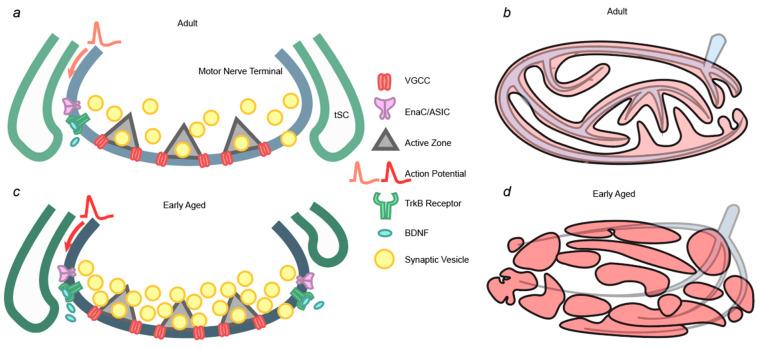 https://cdn.ncbi.nlm.nih.gov/pmc/blobs/522d/11506802/09637ce4f801/cells-13-01684-g002.jpg
