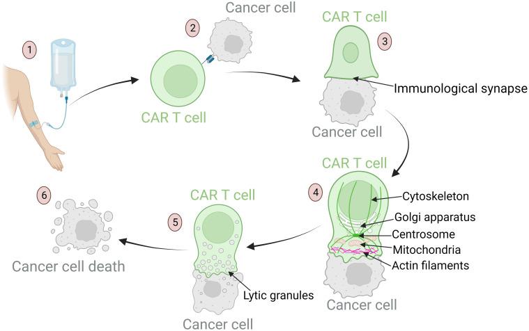 https://cdn.ncbi.nlm.nih.gov/pmc/blobs/522e/10979304/40a931bf3f74/fimmu-15-1378944-g003.jpg