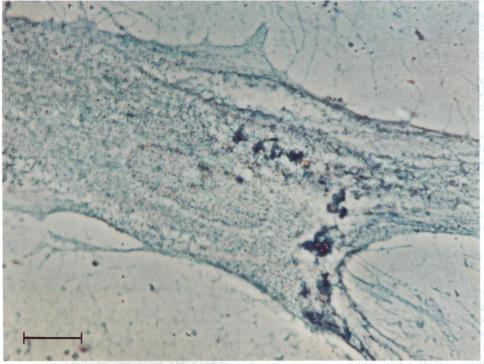 https://cdn.ncbi.nlm.nih.gov/pmc/blobs/522e/51033/3eb7b1ee9629/pnas01054-0364-a.jpg