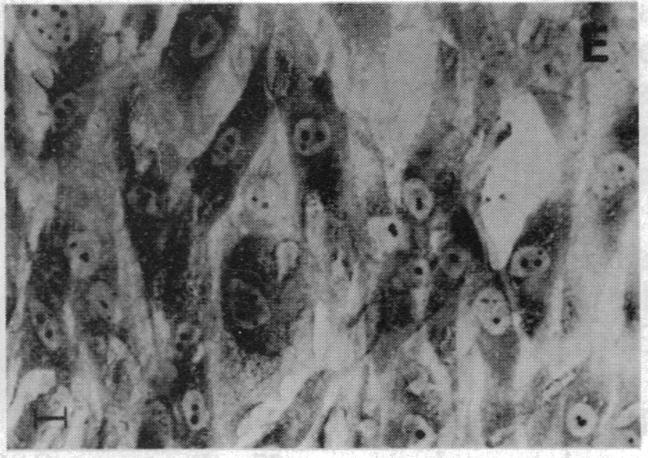 https://cdn.ncbi.nlm.nih.gov/pmc/blobs/522e/51033/4253c9671537/pnas01054-0364-f.jpg