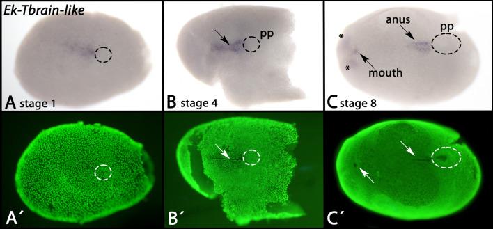 https://cdn.ncbi.nlm.nih.gov/pmc/blobs/5230/10809584/0976b463bb6b/12983_2024_521_Fig6_HTML.jpg