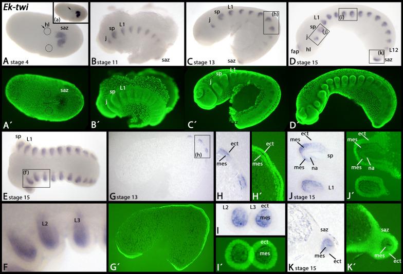 https://cdn.ncbi.nlm.nih.gov/pmc/blobs/5230/10809584/0bc491c8eb50/12983_2024_521_Fig7_HTML.jpg