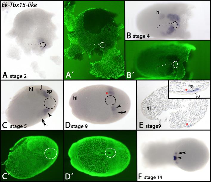 https://cdn.ncbi.nlm.nih.gov/pmc/blobs/5230/10809584/12247924b9f6/12983_2024_521_Fig4_HTML.jpg