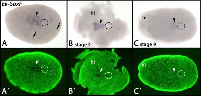 https://cdn.ncbi.nlm.nih.gov/pmc/blobs/5230/10809584/20890ed87b75/12983_2024_521_Fig12_HTML.jpg