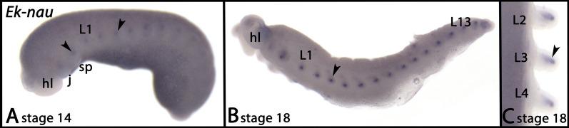 https://cdn.ncbi.nlm.nih.gov/pmc/blobs/5230/10809584/220c65eaf81c/12983_2024_521_Fig10_HTML.jpg