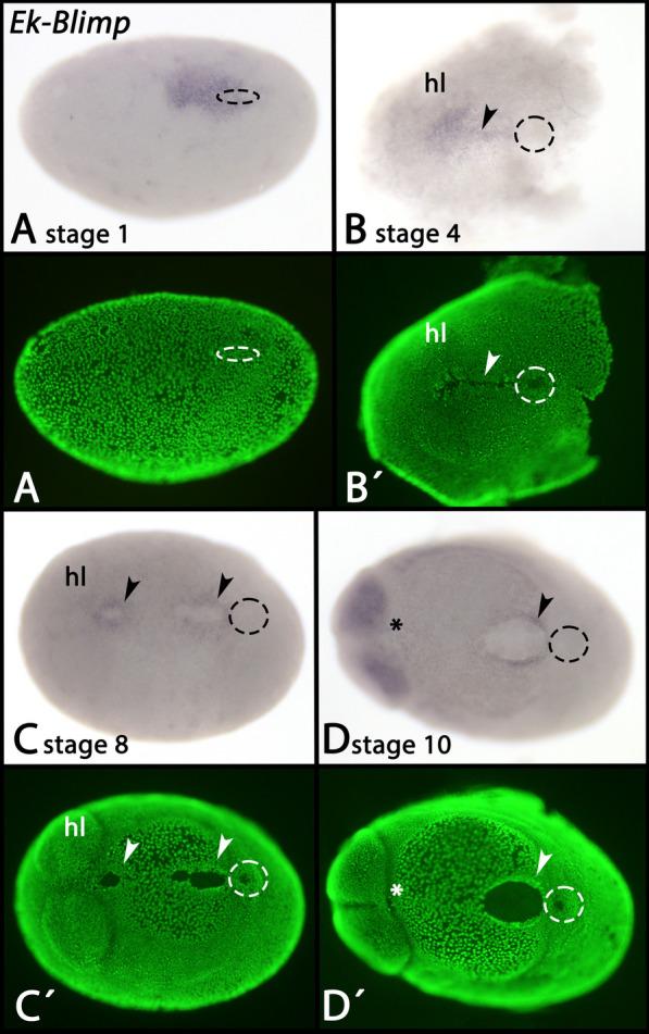 https://cdn.ncbi.nlm.nih.gov/pmc/blobs/5230/10809584/30b5c0fd8cbc/12983_2024_521_Fig11_HTML.jpg