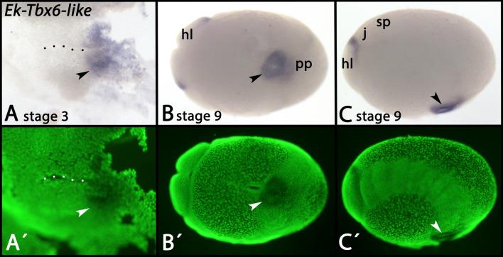 https://cdn.ncbi.nlm.nih.gov/pmc/blobs/5230/10809584/432c5514854f/12983_2024_521_Fig3_HTML.jpg