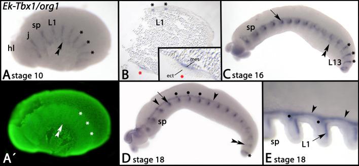 https://cdn.ncbi.nlm.nih.gov/pmc/blobs/5230/10809584/569ea9779729/12983_2024_521_Fig2_HTML.jpg