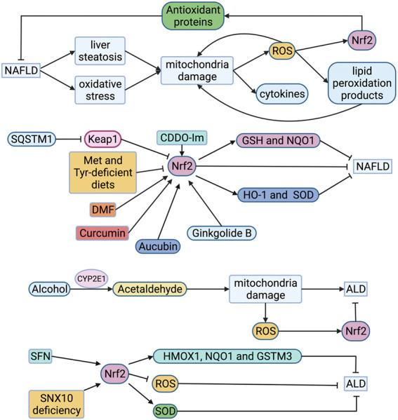 https://cdn.ncbi.nlm.nih.gov/pmc/blobs/5230/8866876/79f8a19b33ec/fcell-10-826204-g004.jpg